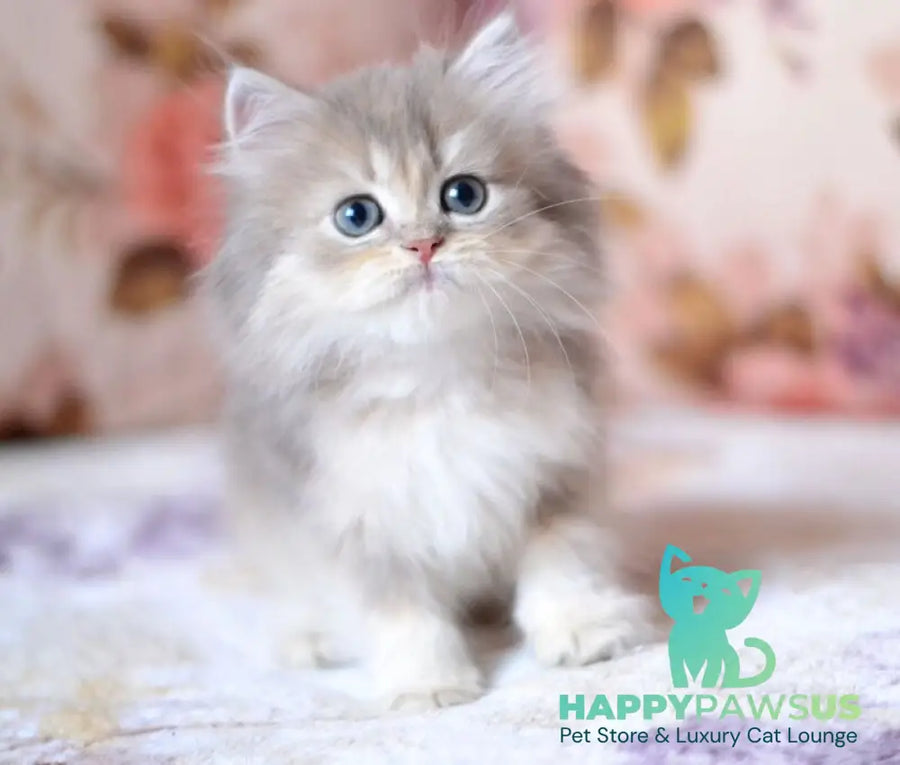 Gray British Longhair male blue golden shaded - live animals