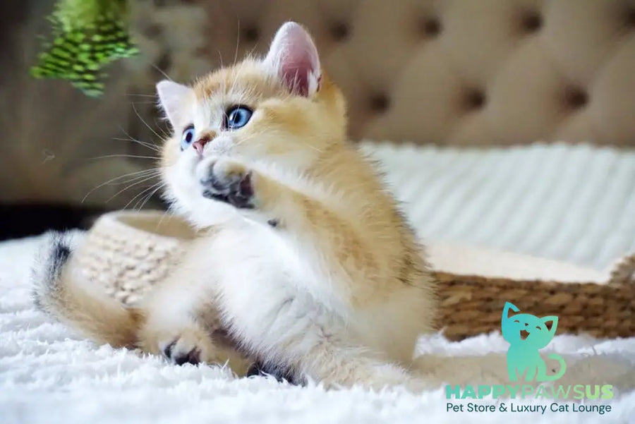 Grayson British Shorthair male black golden shaded with white - live animals