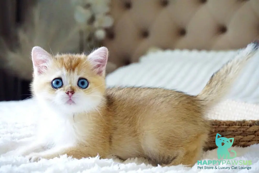 Grayson British Shorthair male black golden shaded with white - live animals