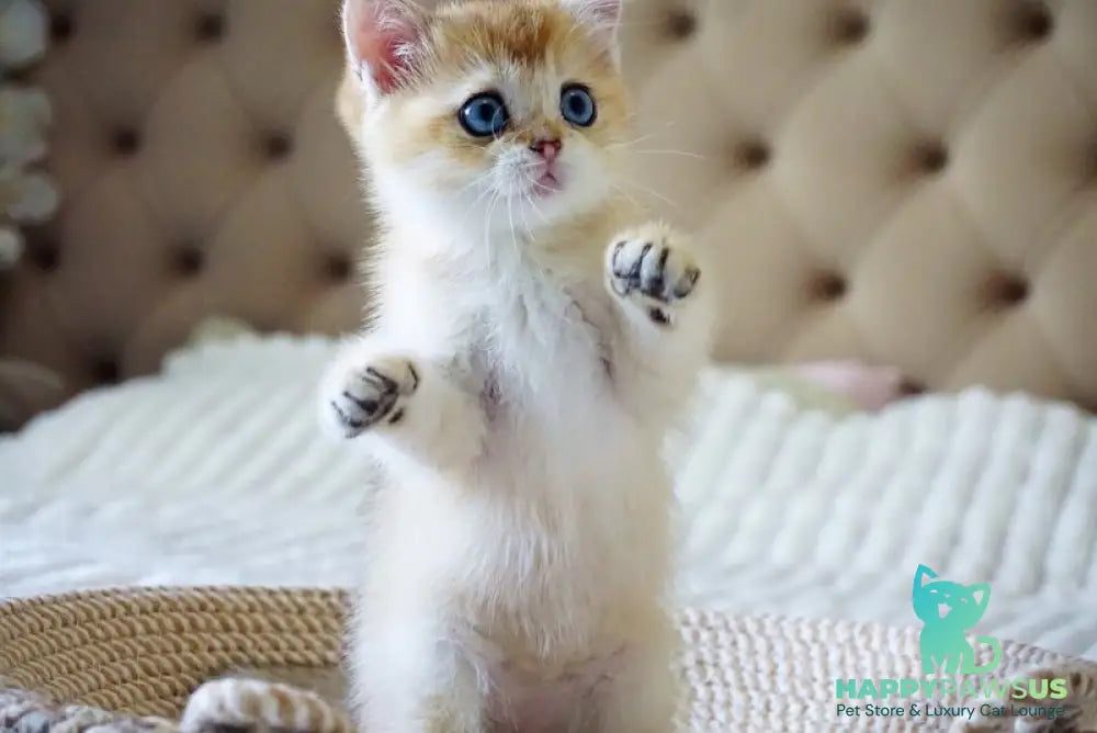Grayson British Shorthair male black golden shaded with white - live animals