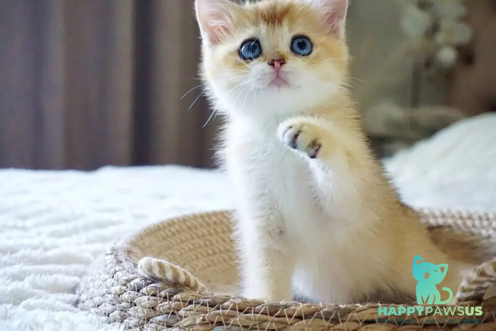 Grayson British Shorthair male black golden shaded with white - live animals