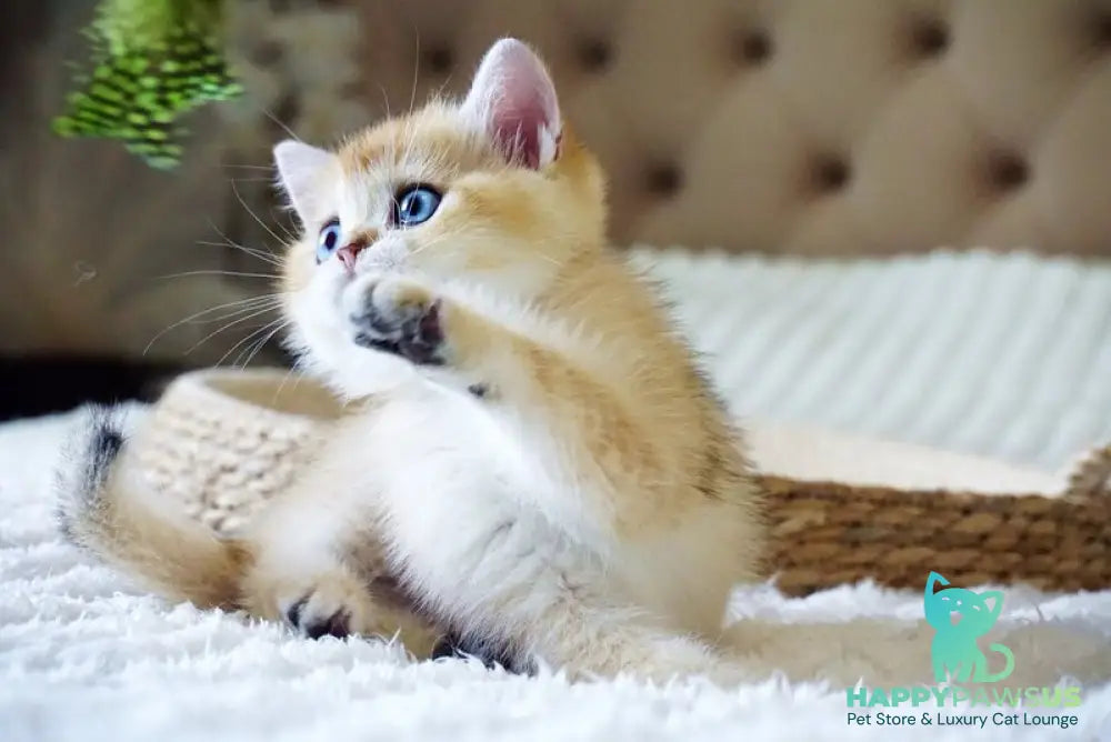 Grayson British Shorthair male black golden shaded with white - live animals