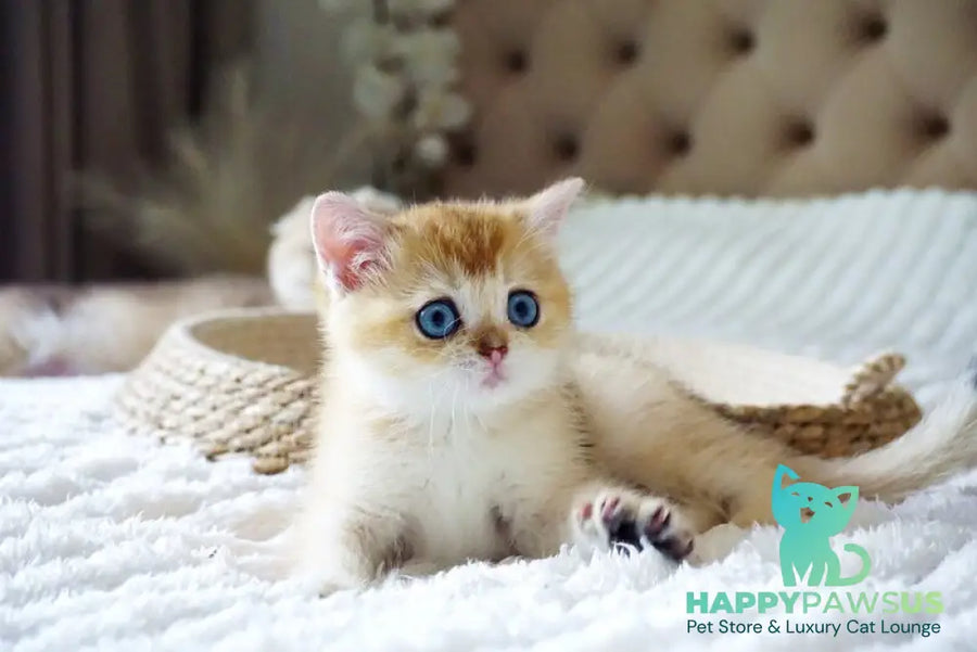 Grayson British Shorthair male black golden shaded with white - live animals