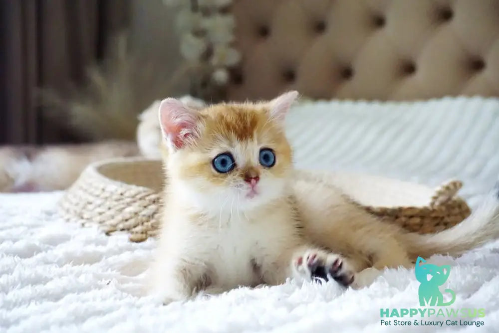 Grayson British Shorthair male black golden shaded with white - live animals