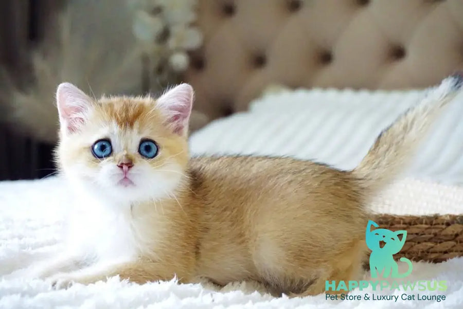 Grayson British Shorthair male black golden shaded with white - live animals