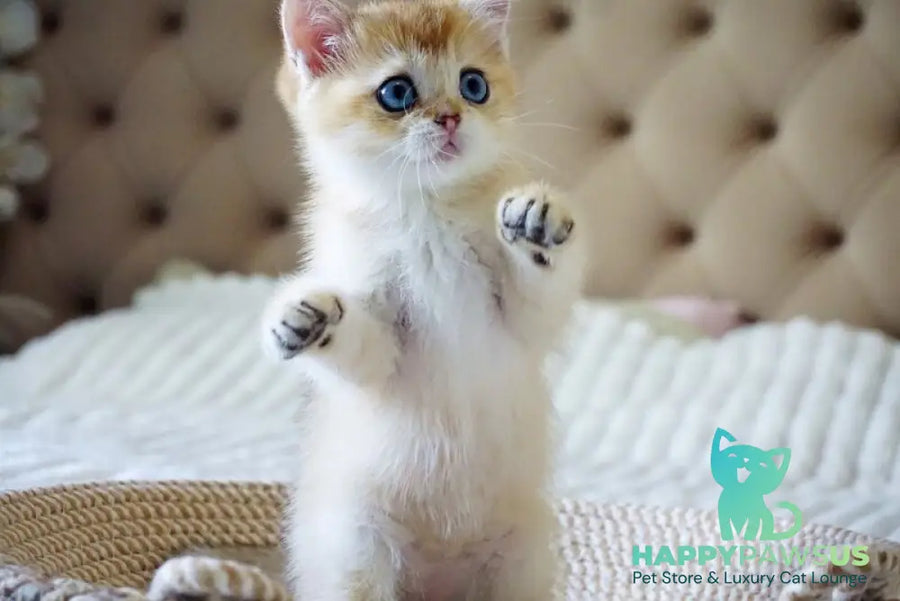 Grayson British Shorthair male black golden shaded with white - live animals
