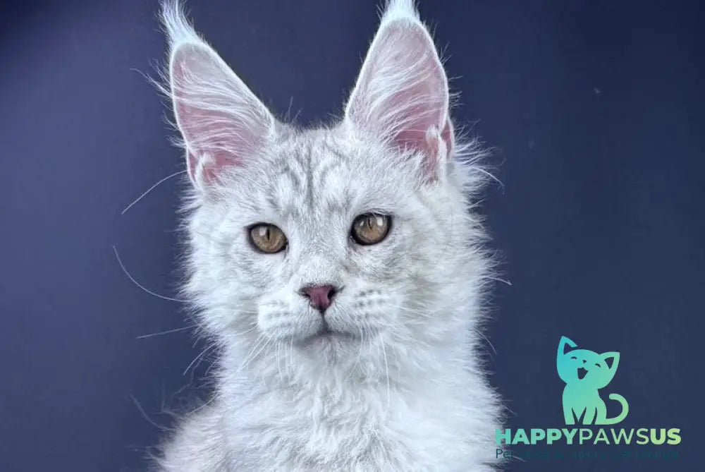 Grayson Maine Coon male blue silver tabby live animals