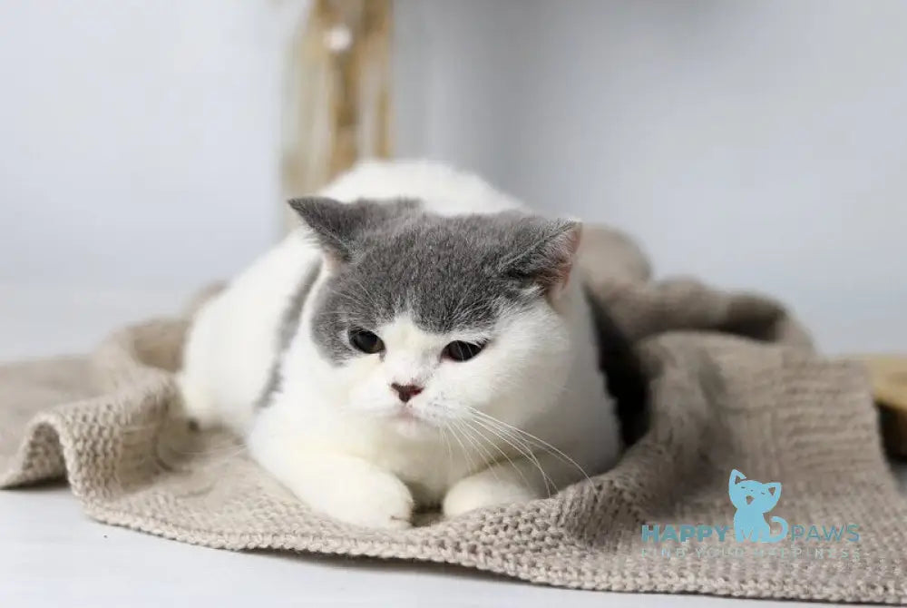 Greta British Shorthair female blue harlequin live animals