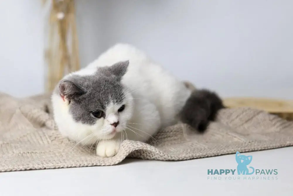 Greta British Shorthair female blue harlequin live animals