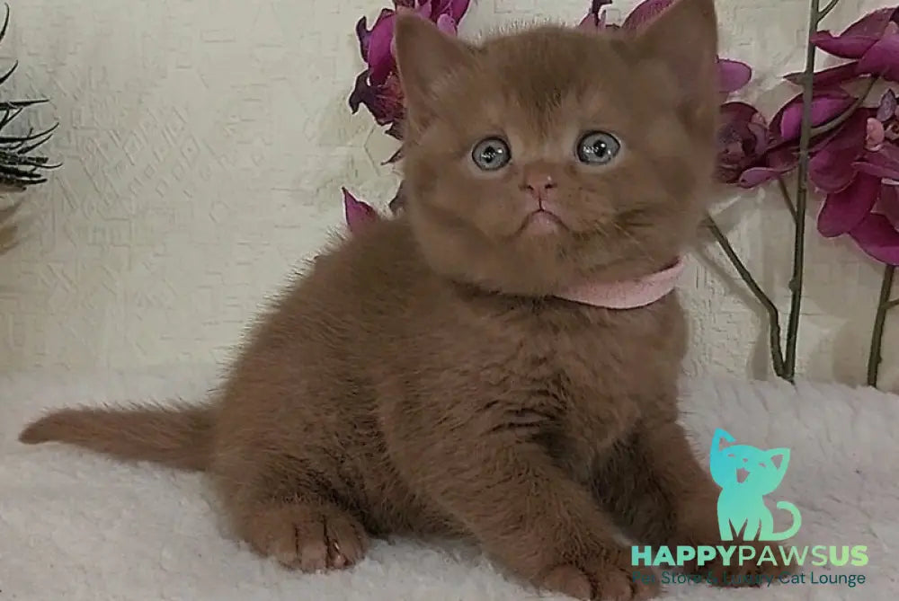 Greta British Shorthair female cinnamon - live animals