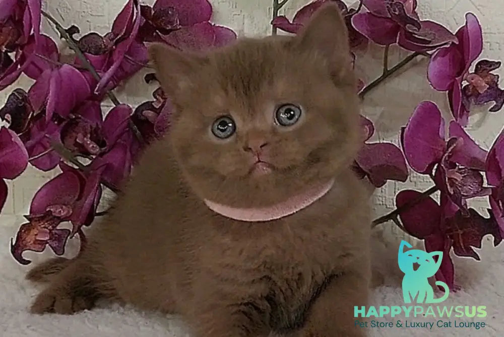 Greta British Shorthair female cinnamon - live animals