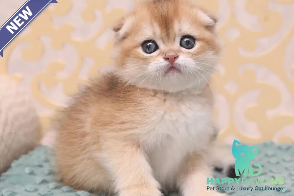 Greta Scottish Fold female black golden shaded - live animals