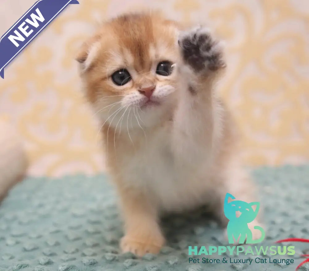 Greta Scottish Fold female black golden shaded - live animals