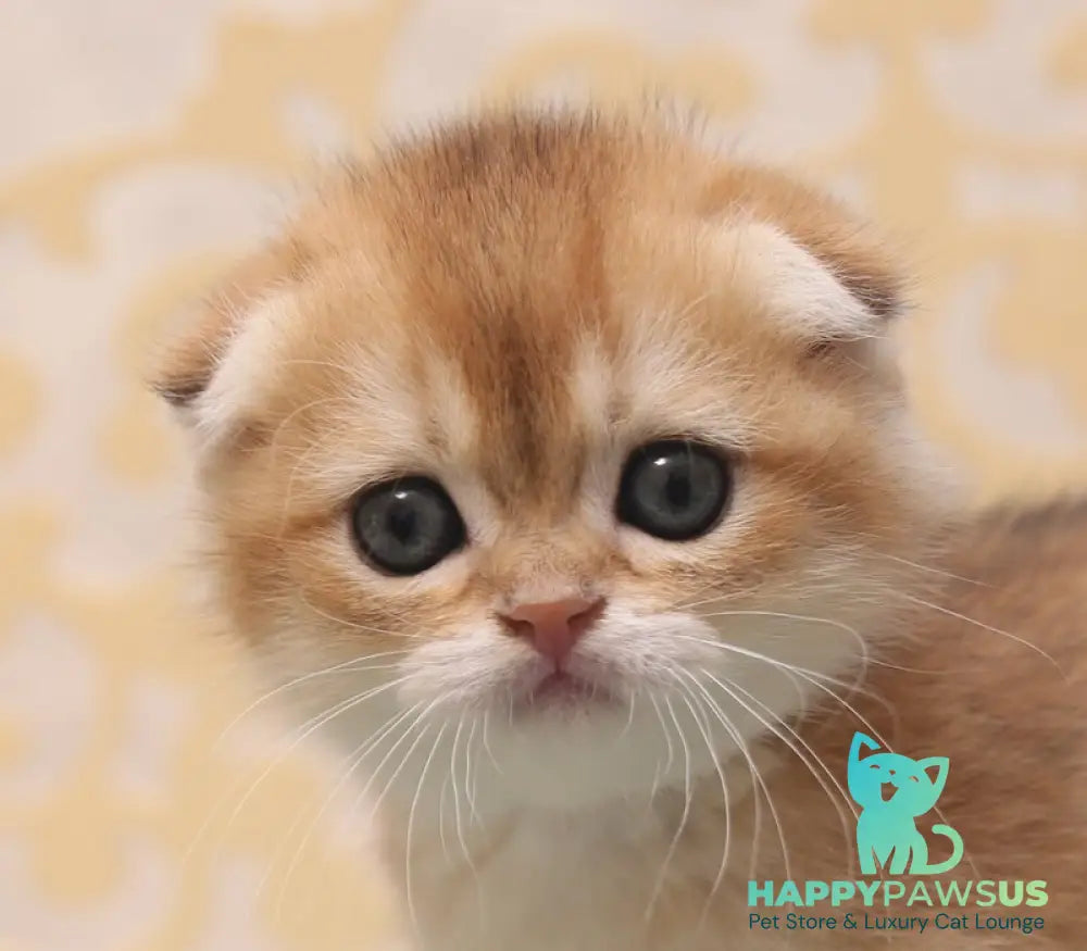 Greta Scottish Fold female black golden shaded - live animals
