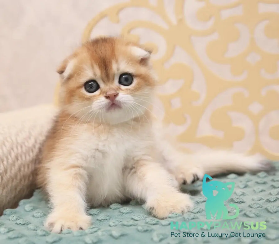 Greta Scottish Fold female black golden shaded - live animals