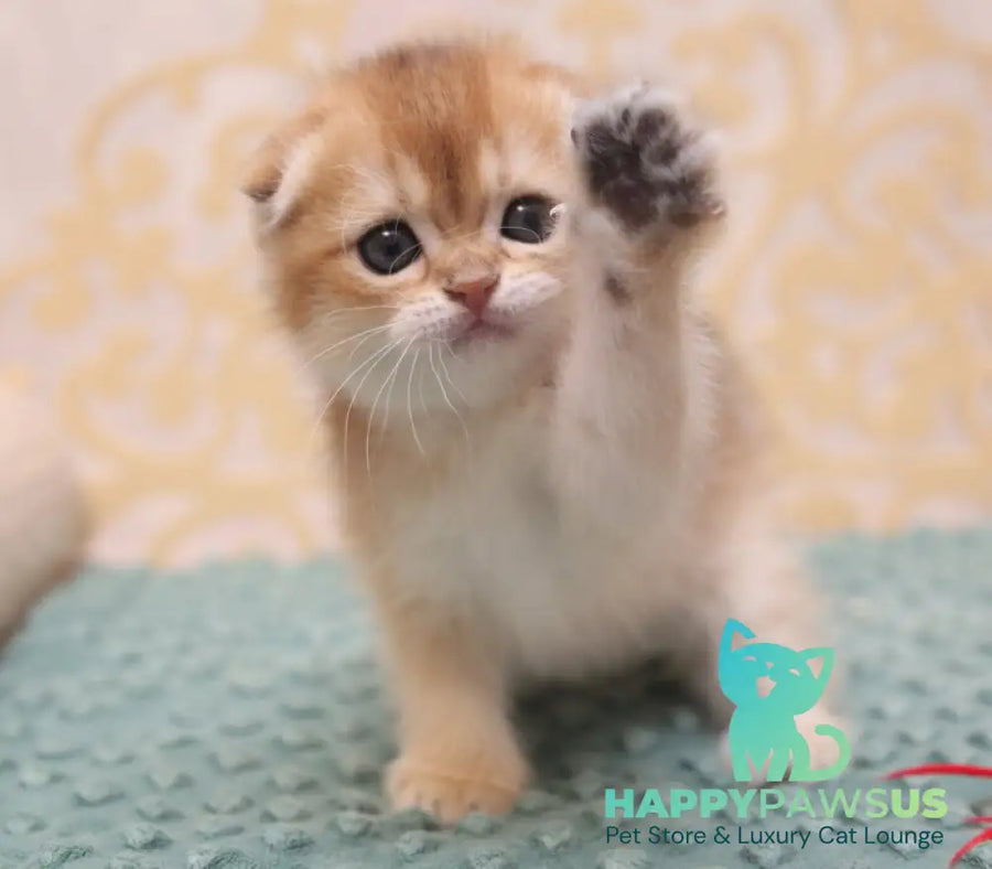 Greta Scottish Fold female black golden shaded - live animals