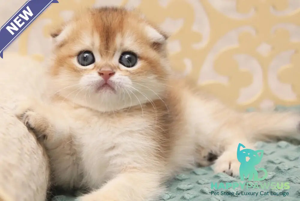 Greta Scottish Fold female black golden shaded - live animals