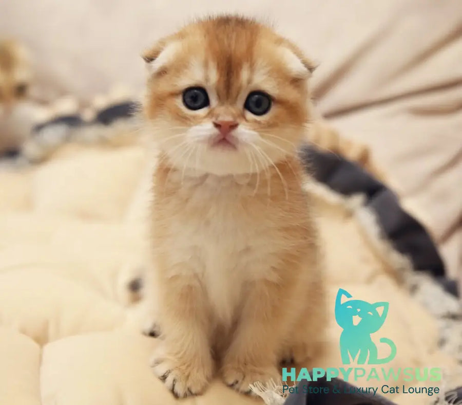 Greta Scottish Fold female black golden shaded - live animals