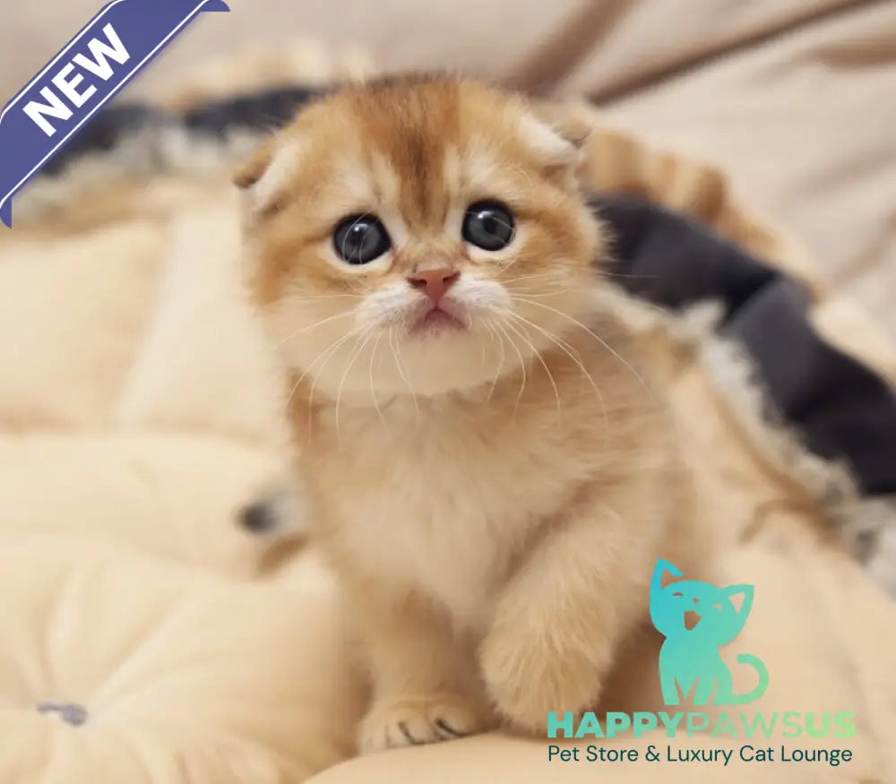 Greta Scottish Fold female black golden shaded - live animals