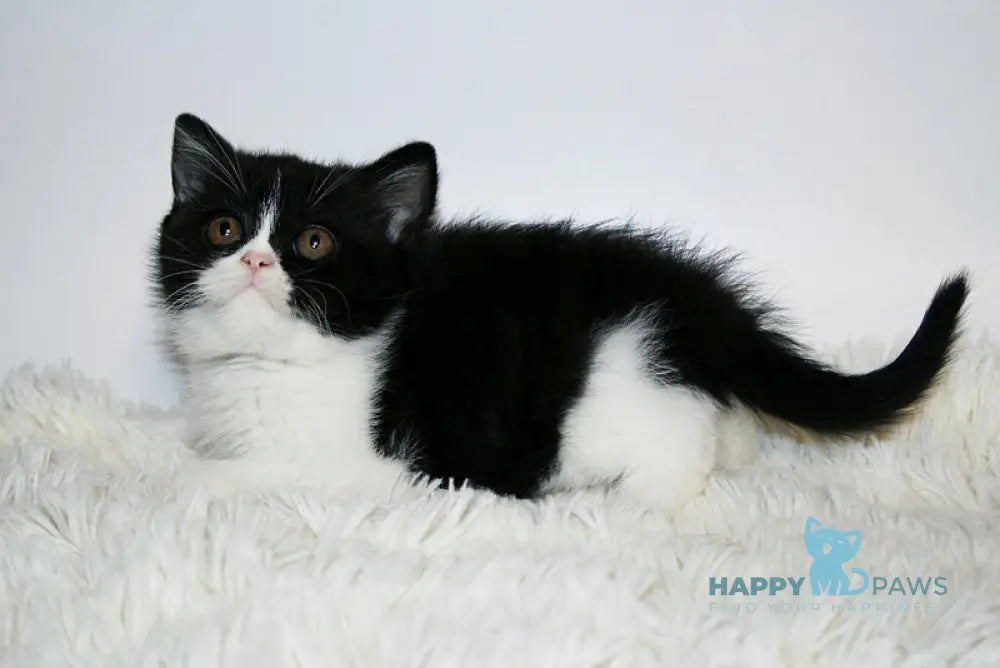 Gretal British Shorthair female black bicolour