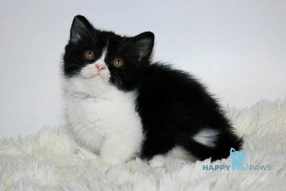 Gretal British Shorthair female black bicolour