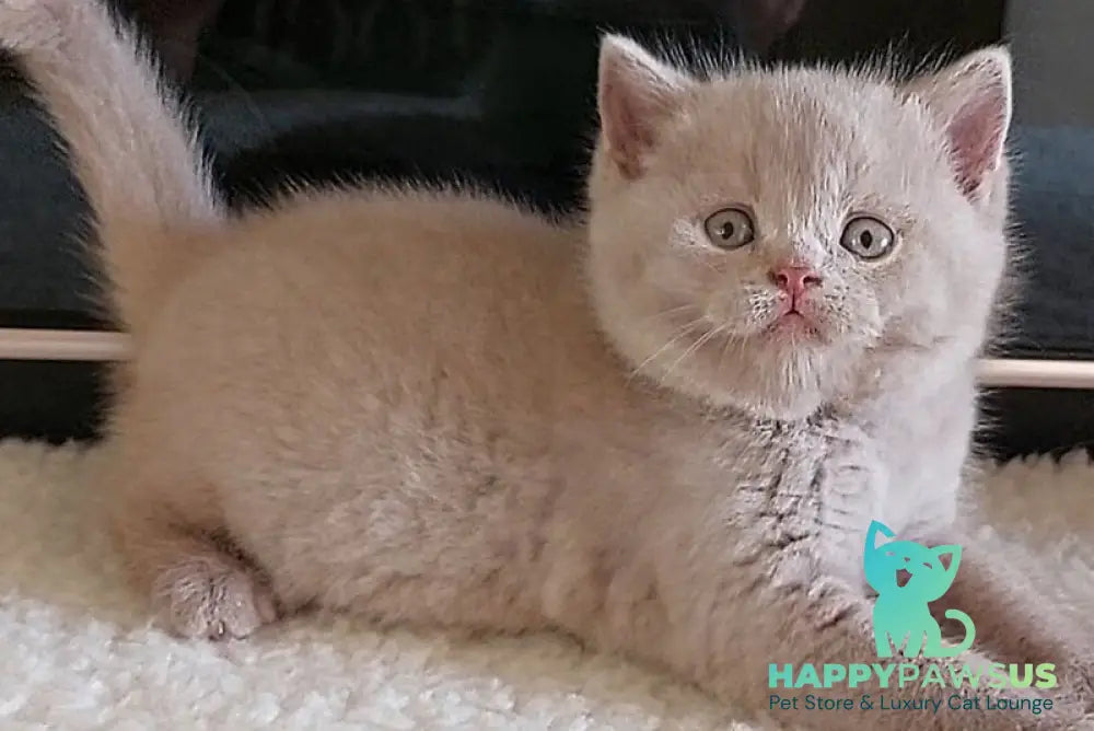 Grey British Longhair male fawn - live animals