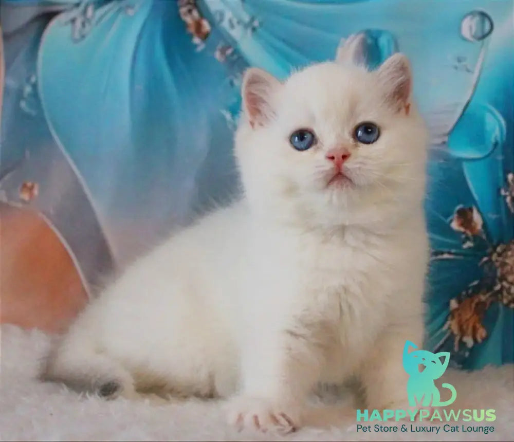 Grey British Shorthair male blue golden chinchilla - live animals