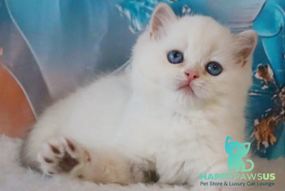 Grey British Shorthair male blue golden chinchilla - live animals