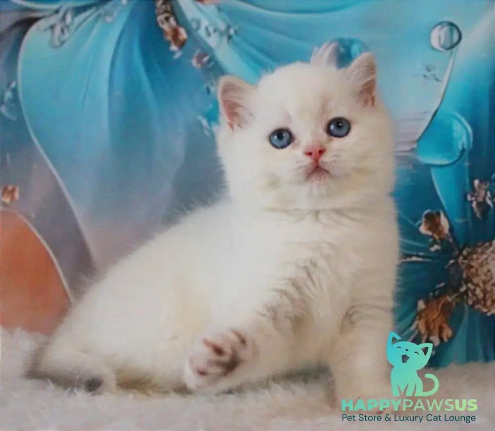 Grey British Shorthair male blue golden chinchilla - live animals