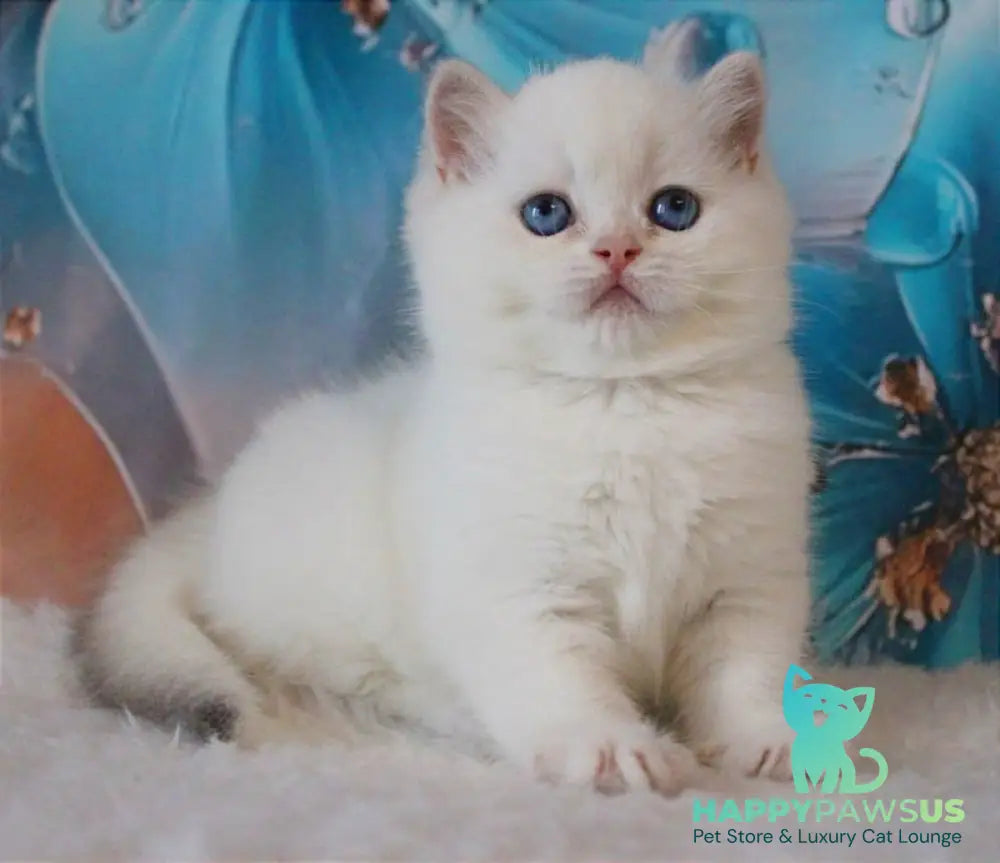 Grey British Shorthair male blue golden chinchilla - live animals
