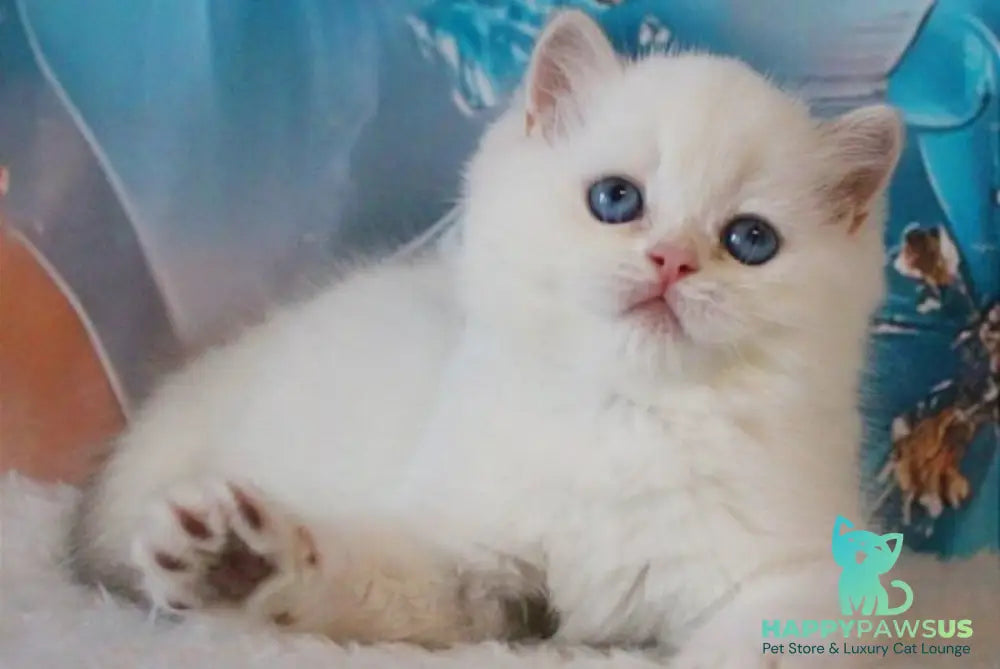 Grey British Shorthair male blue golden chinchilla - live animals