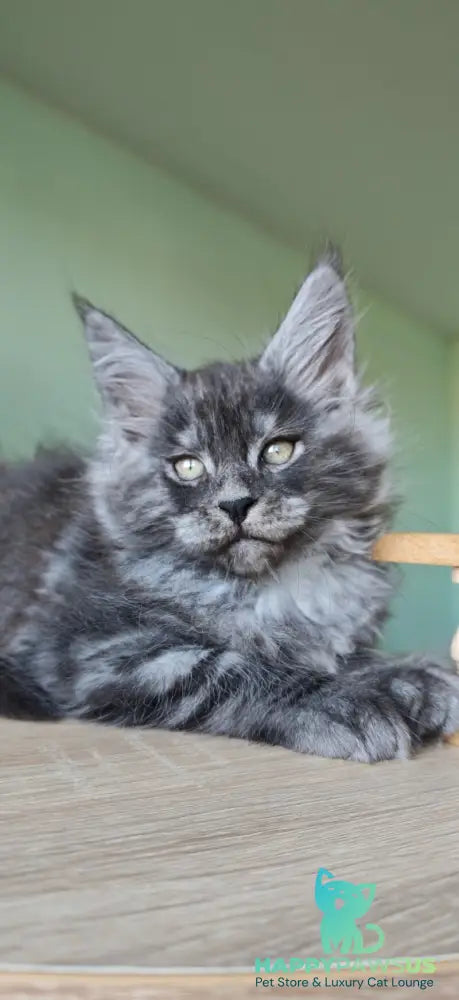 Grey Maine Coon male black - live animals