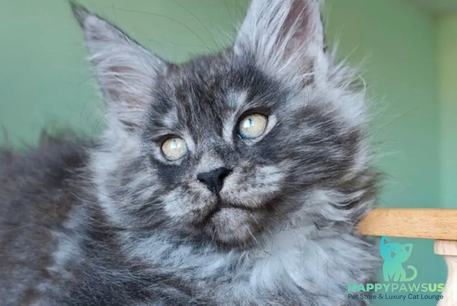 Grey Maine Coon male black - live animals