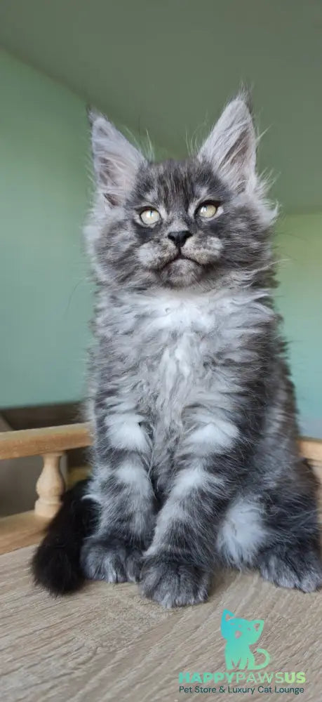 Grey Maine Coon male black - live animals