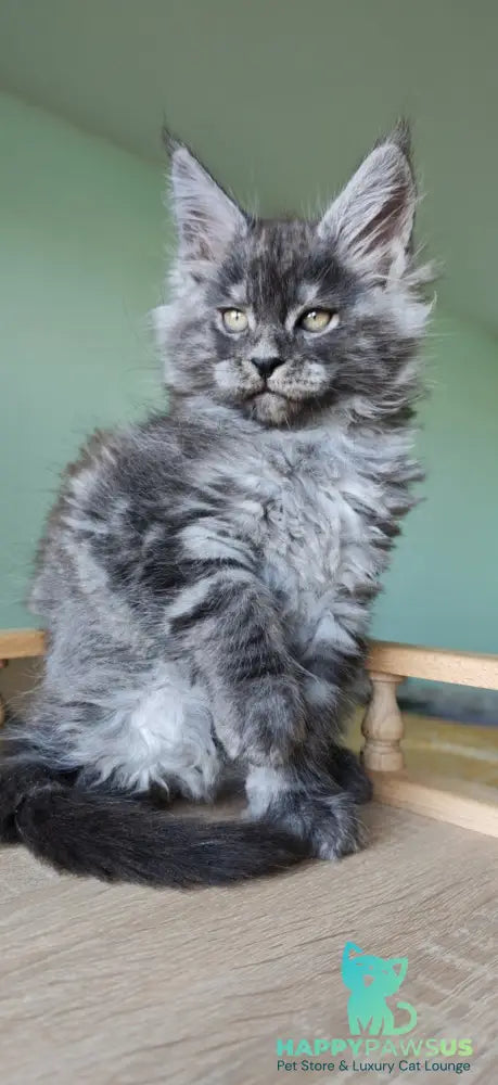 Grey Maine Coon male black - live animals