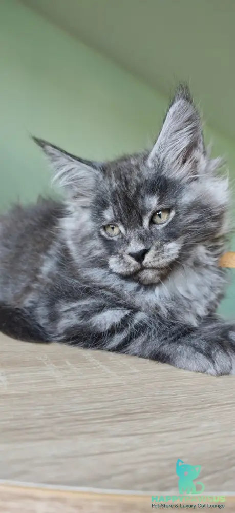 Grey Maine Coon male black - live animals