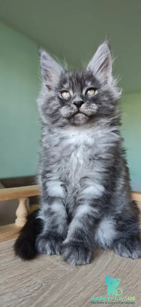 Grey Maine Coon male black - live animals
