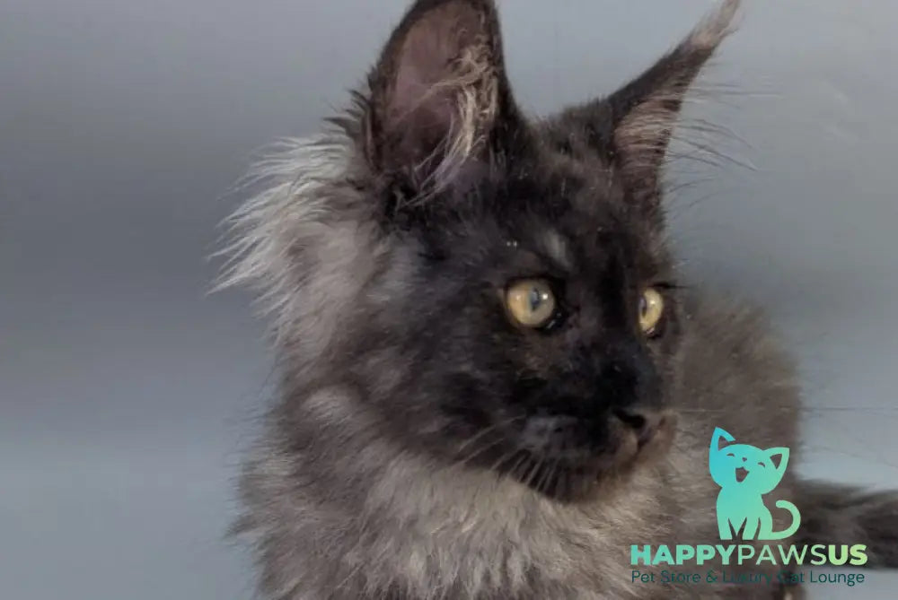 Grey Maine Coon male black silver - live animals