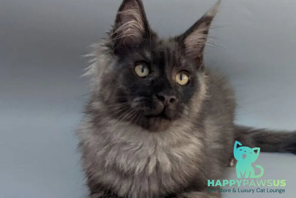 Grey Maine Coon male black silver - live animals