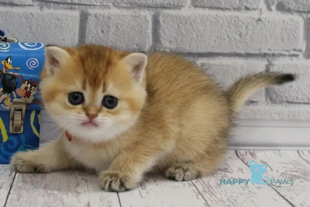 Grey’s Scottish Straight female black golden ticked tabby live animals