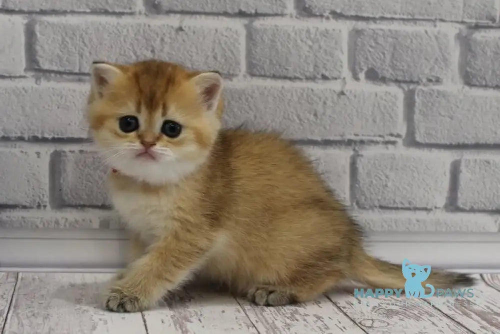 Grey’s Scottish Straight female black golden ticked tabby live animals