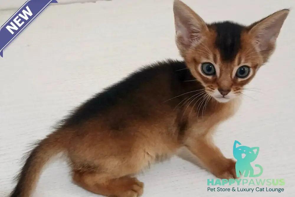 Griffin Abyssinian male ruddy - live animals