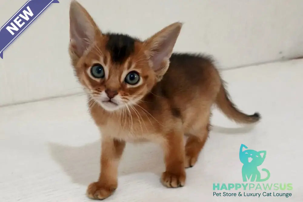 Griffin Abyssinian male ruddy - live animals