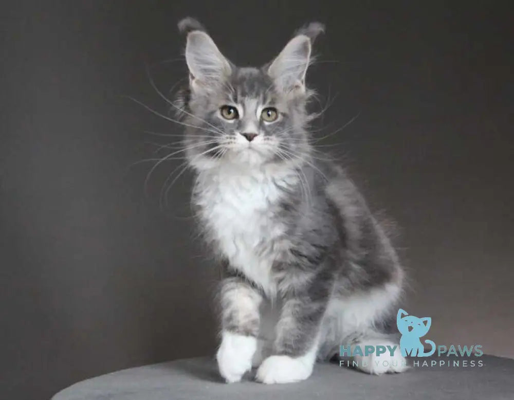 Groza Maine Coon female blue tabby with white - live animals