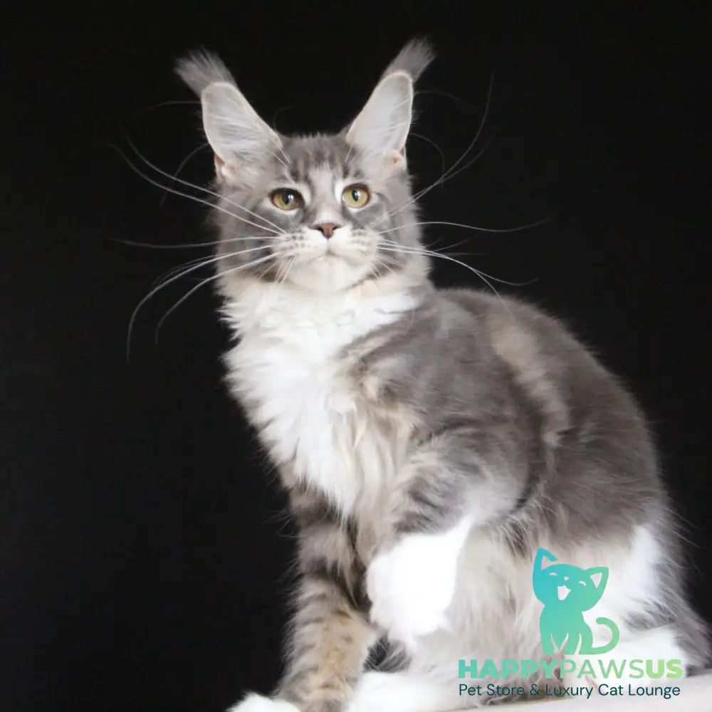 Groza Maine Coon female blue tabby with white - live animals