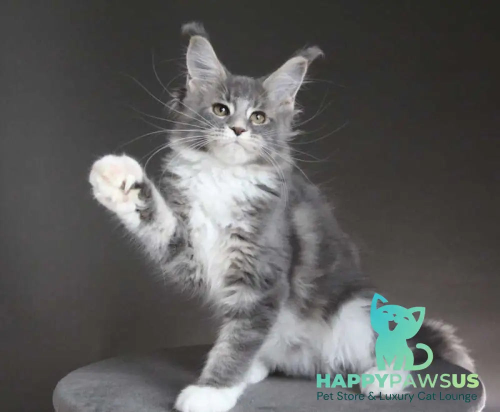 Groza Maine Coon female blue tabby with white - live animals