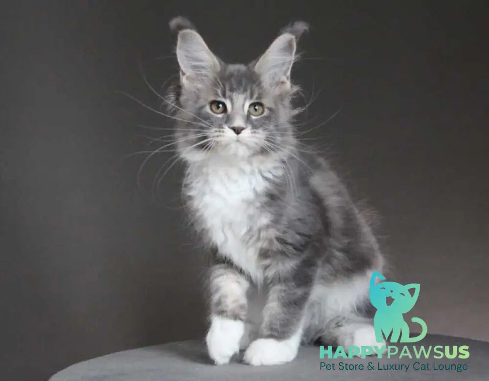 Groza Maine Coon female blue tabby with white - live animals