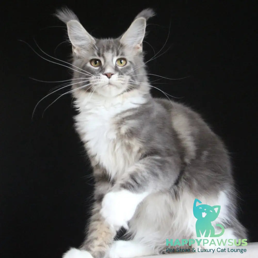 Groza Maine Coon female blue tabby with white - live animals
