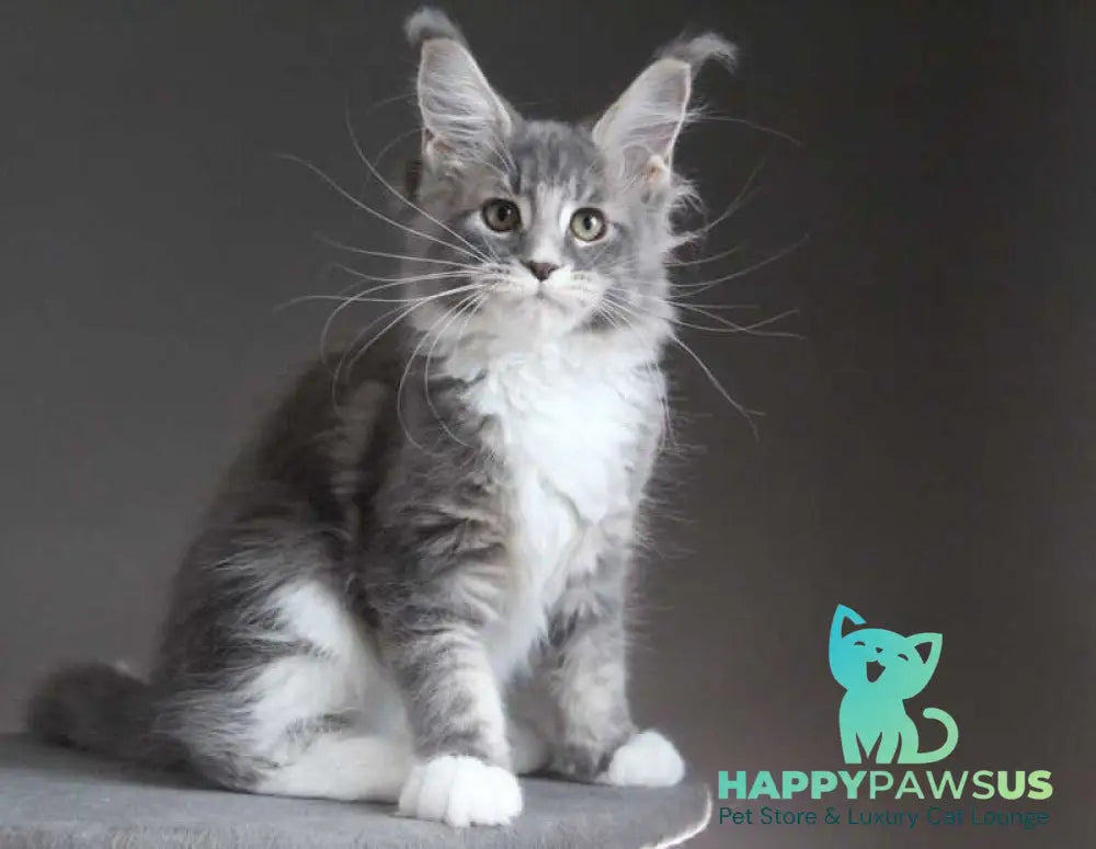 Groza Maine Coon female blue tabby with white - live animals