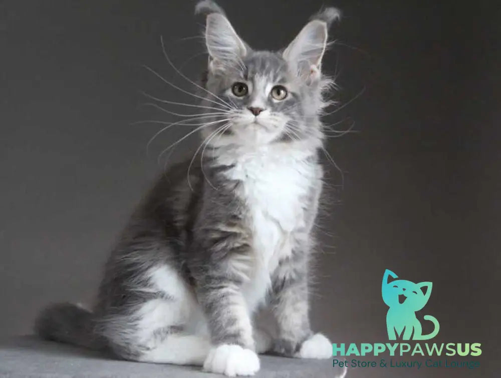 Groza Maine Coon female blue tabby with white - live animals